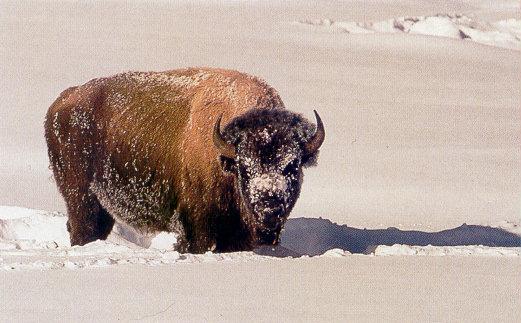 lj American Bison-Yellowstone NP.jpg