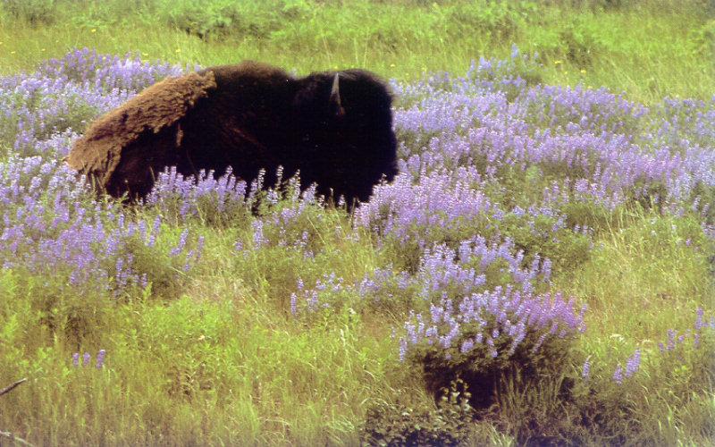 lj Buffalo Wyoming Wild flowers.jpg