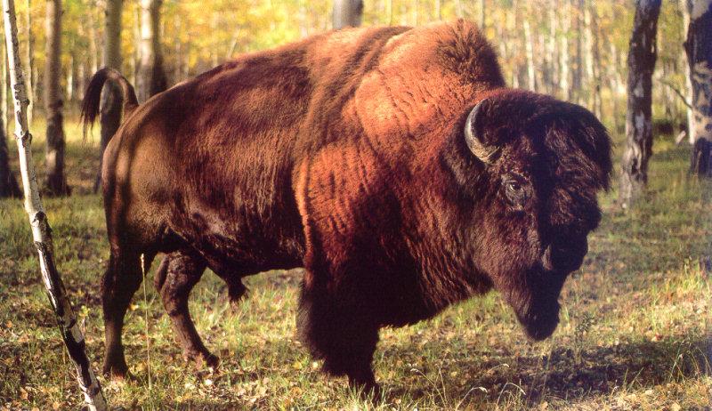 lj Plains Bison-Wood Buffalo NP Canada.jpg
