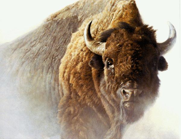 rbr7-American Bison-face closeup-painting.jpg
