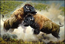 rivals-a-American Bisons-fighting-painting.jpg