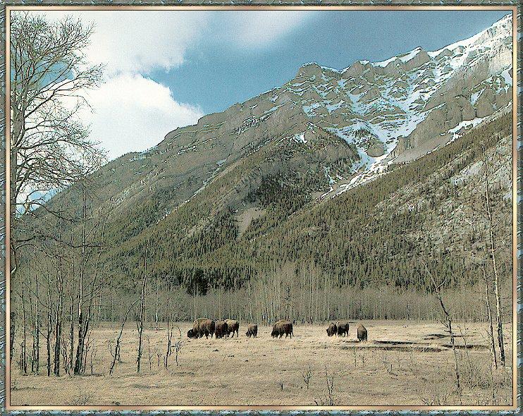 Bison bb001-Prairie Bison-herd foraging.jpg