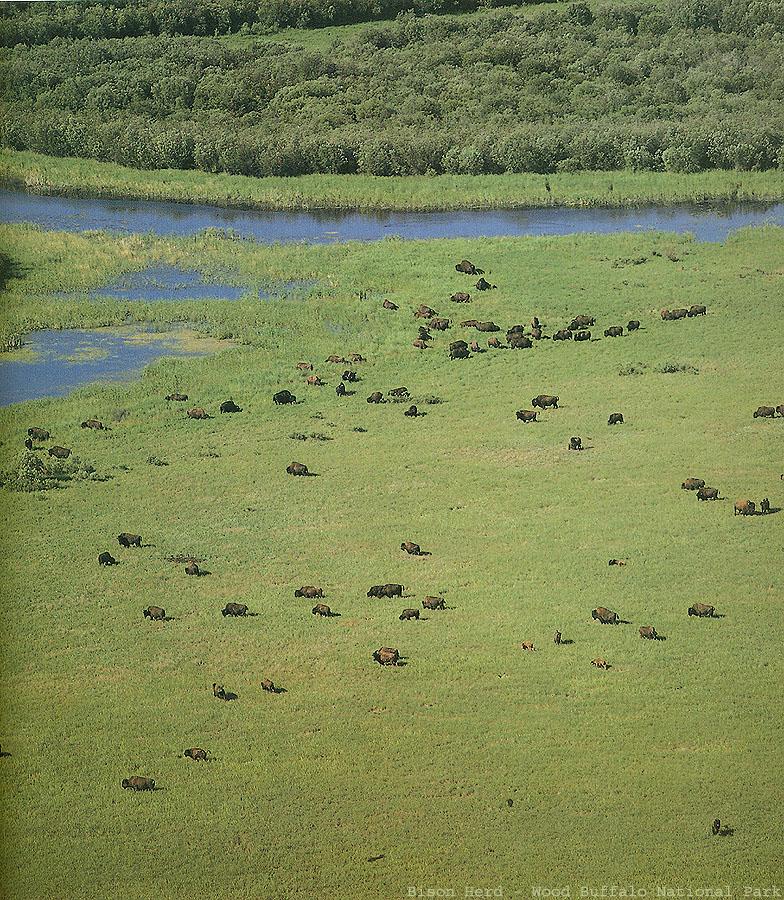 BW Wolfgang Weber-Bison Herd.jpg