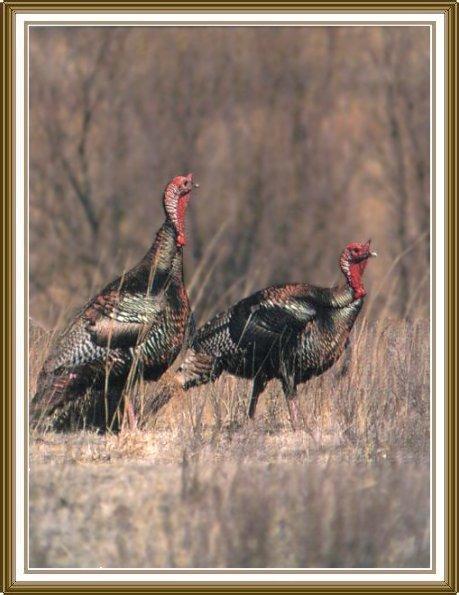 2 Wild Turkeys 01-In Autumn Bush.jpg