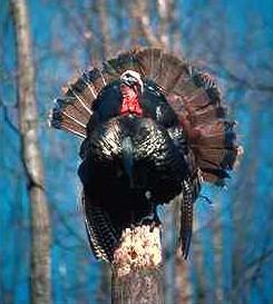 Kalkon-Wild Turkey-perching on log.jpg
