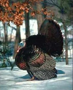 Kalkon2-Wild Turkey-display on snow.jpg