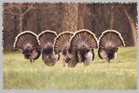 turkey1-Wild Turkeys-lineup and display-rear view.jpg