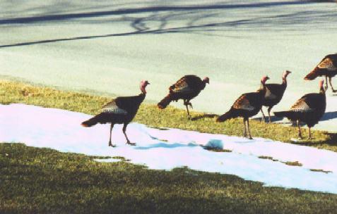 Turkeys-Parade.jpg