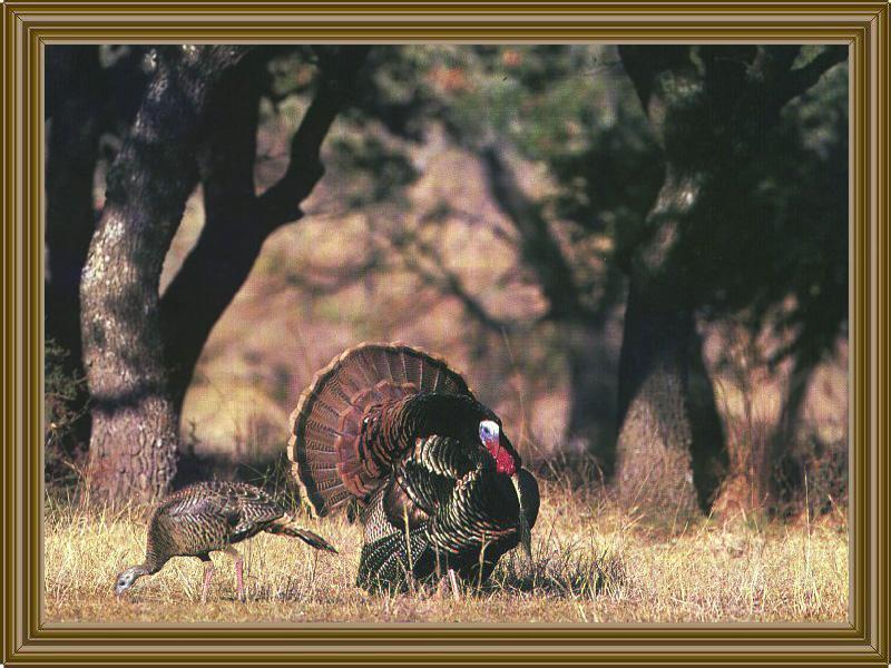 Wild Turkey 05.jpg