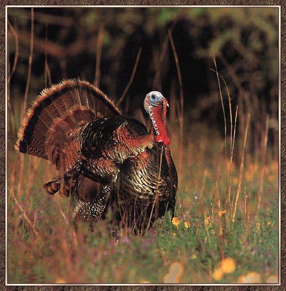 Wild Turkey 06.jpg