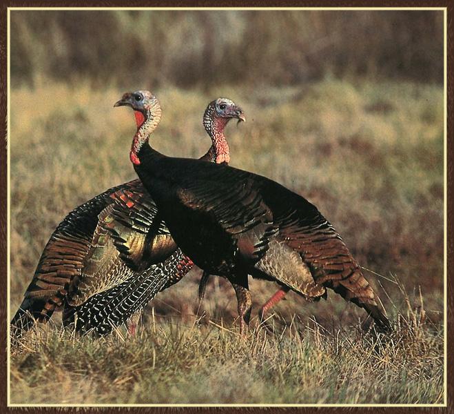 Wild Turkey 10.jpg