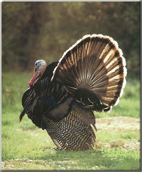 Wild Turkey 24-Ruffed Tail.JPG