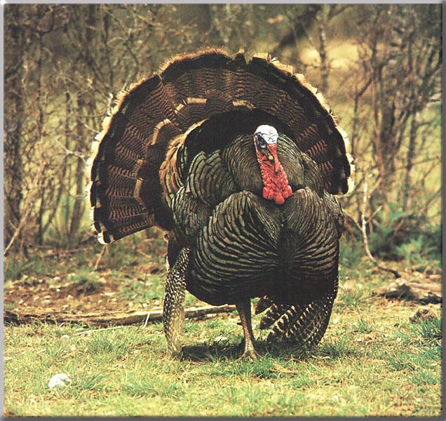 Wild Turkey 33-Ruffed tail-Walking on grass.JPG
