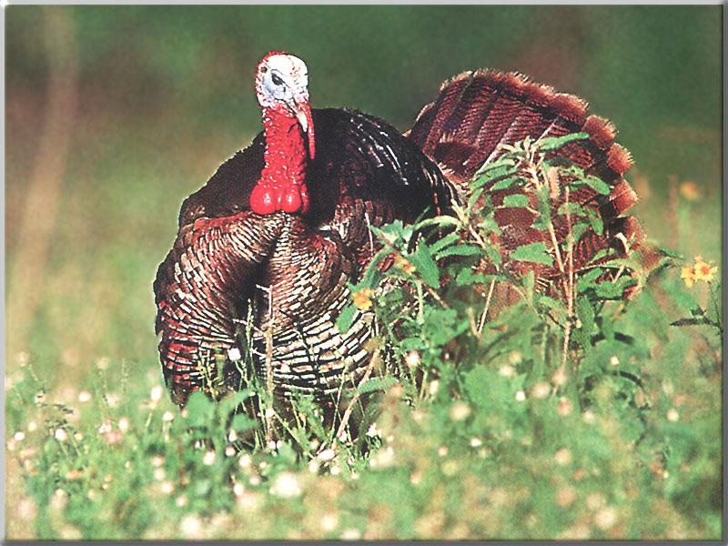 Wild Turkey 38-standing in bush.JPG