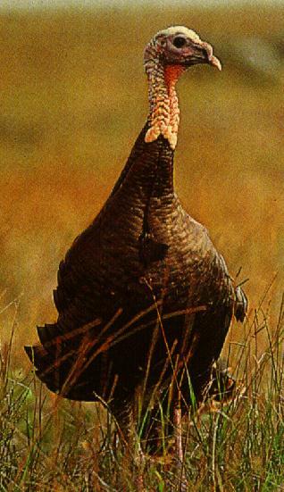 wild Turkey1.jpg
