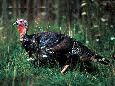Wild Turkey2-In Grass Bush.jpg