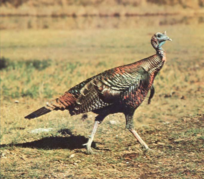 Wild Turkey-Walks on grassland.JPG