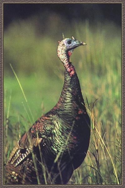 Wild Turkey 02.jpg