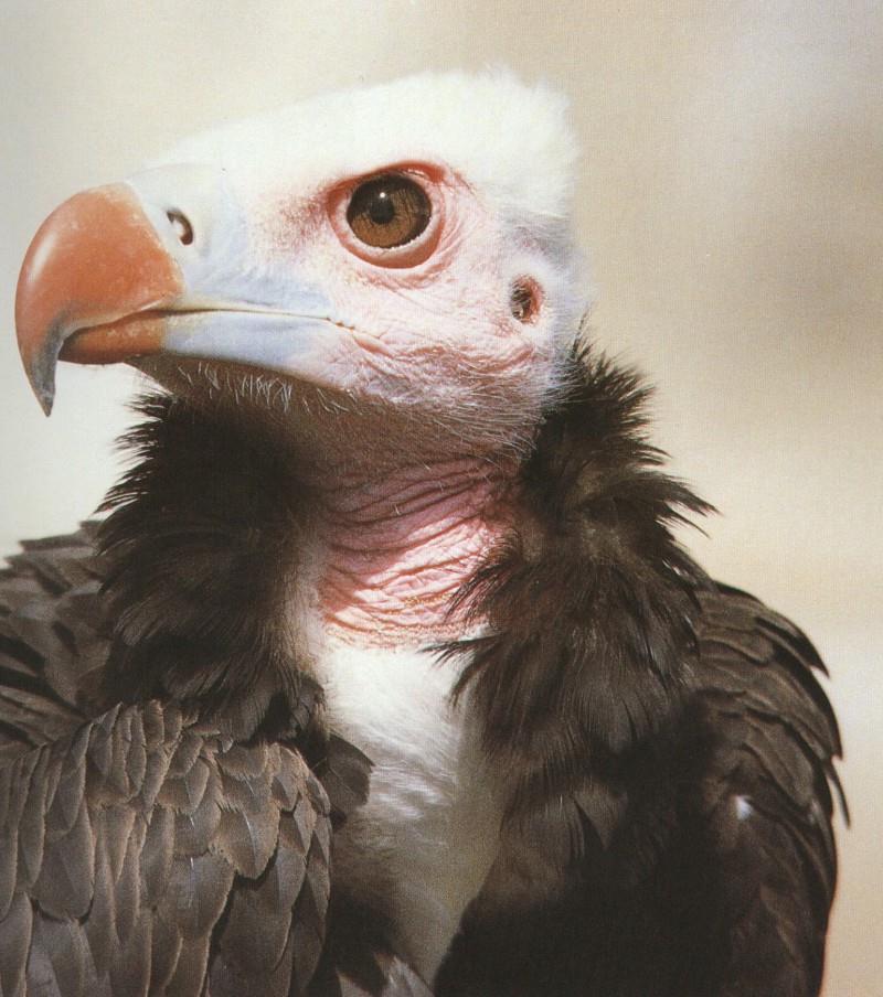 Vulture-Face-Portrait.jpg