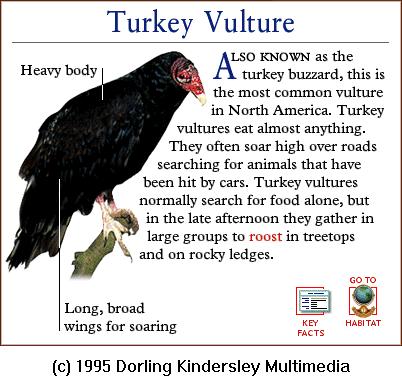 DKMMNature-Bird Of Prey-Turkey Vulture.gif