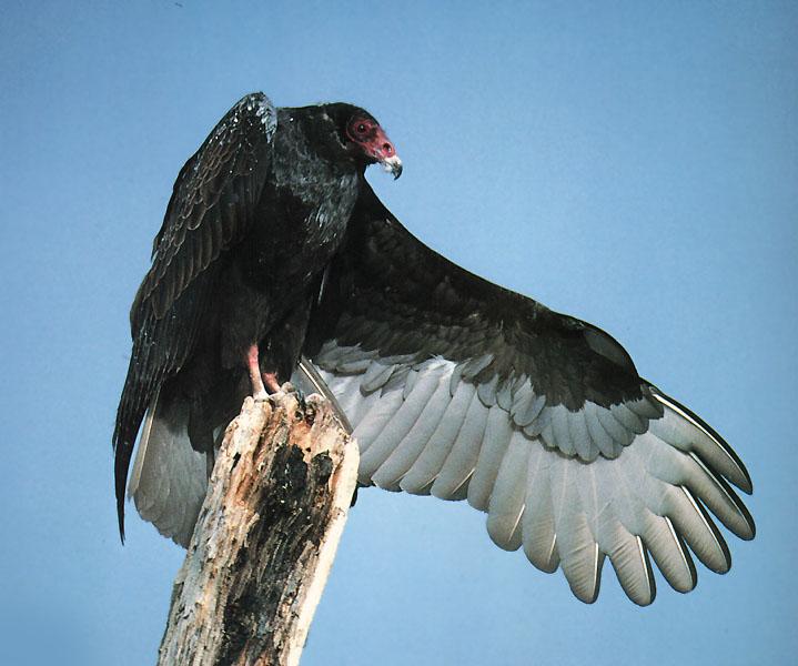 Turkey Vulture 02-Perching on log tip.jpg