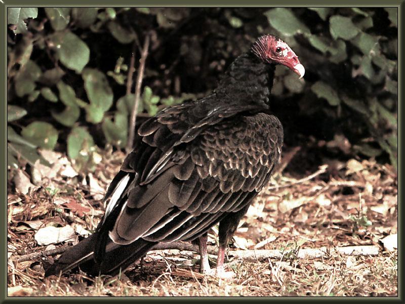 Turkey Vulture 01-on the ground.jpg