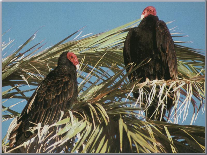 Turkey Vulture 02-Pair-Perching on tree.jpg