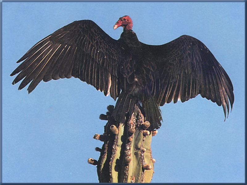 Turkey Vulture 03-Open wings on cactus top.jpg