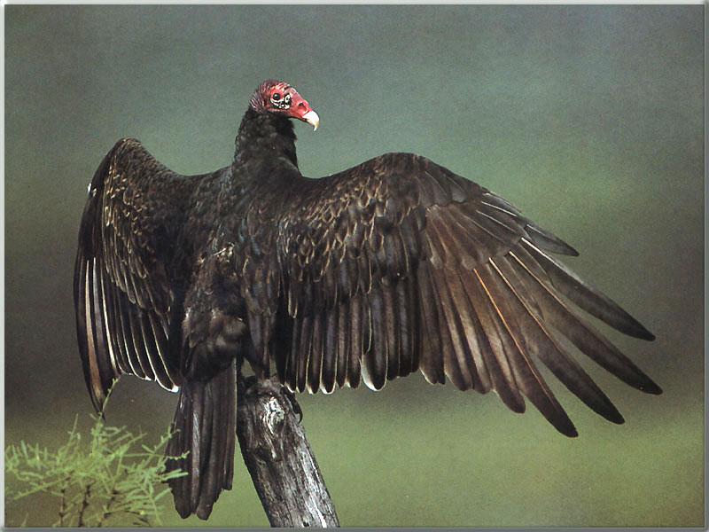 Turkey Vulture 04-Wide wings on log tip.jpg