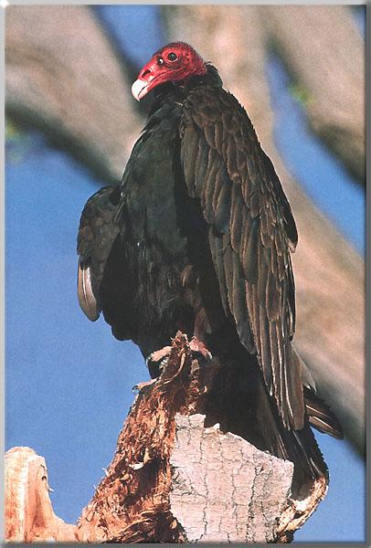 Turkey Vulture 09-Perching on log.JPG