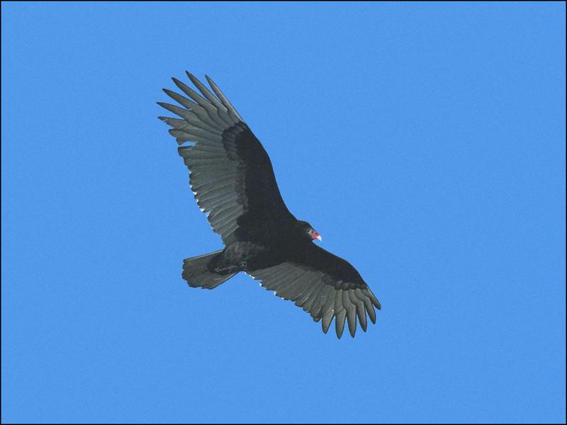 Turkey Vulture-In full flight.jpg