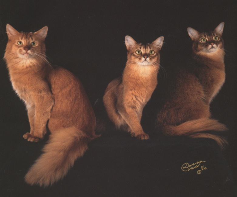Triple-Abbysinian house cats-lineup.jpg