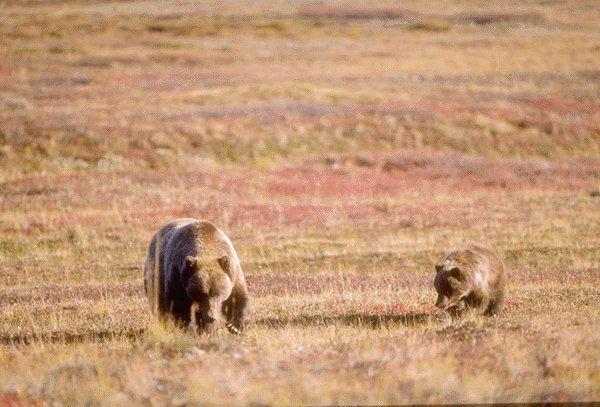 09350013-2 Bears-Mom and Baby-Autumn Grassland.jpg