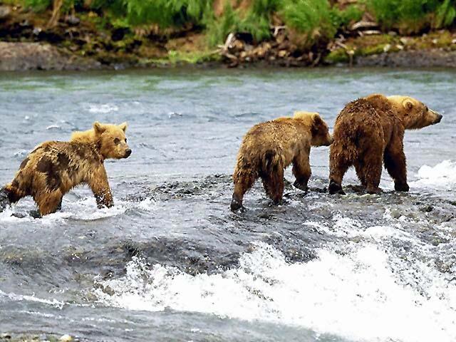 3 Brown Bears Cross River.jpg