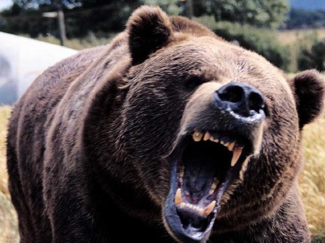 a bear-roaring.jpg