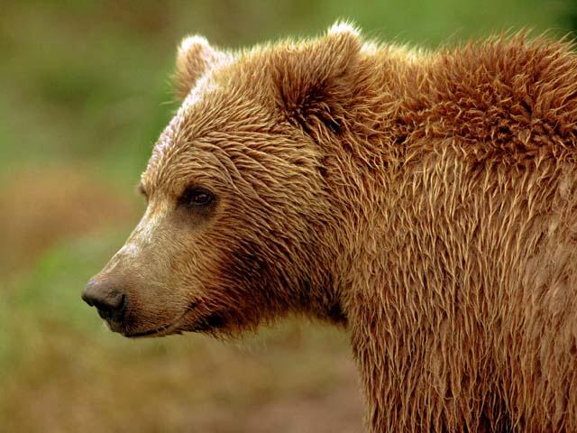 ak1-bear Closeup.jpg