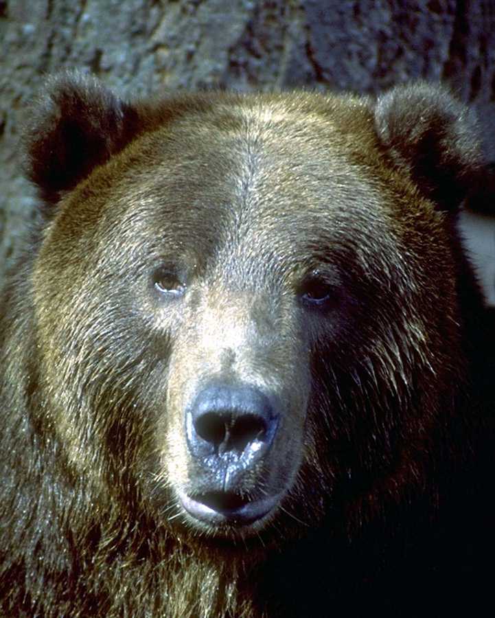animalwild008-Grizzly Bear-Face Closeup.jpg