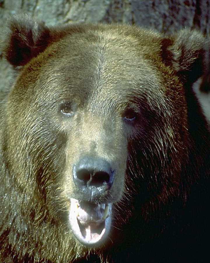 animalwild010-Grizzly Bear-Face Closeup.jpg