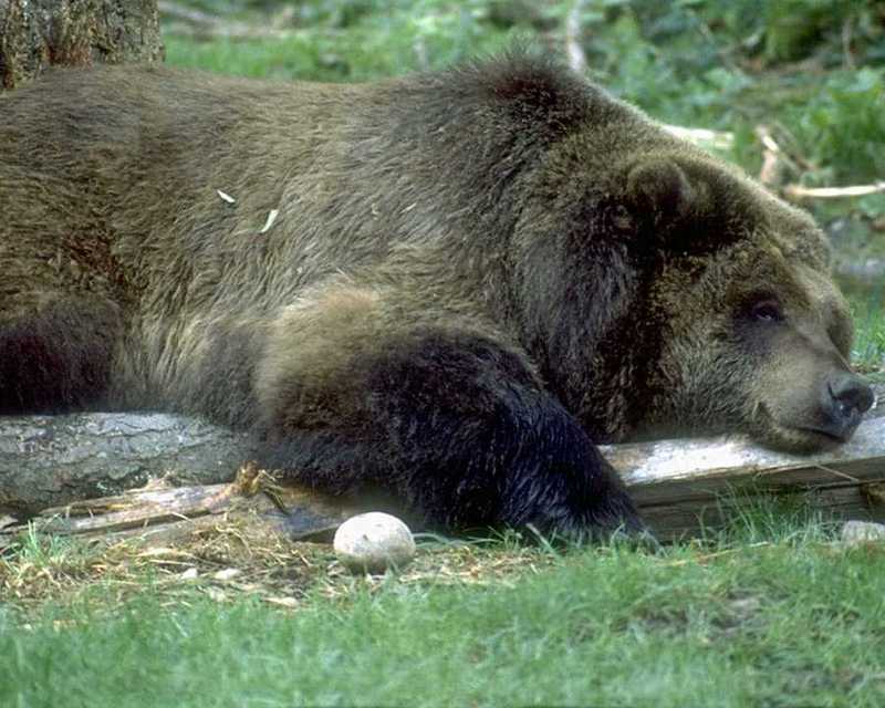 animalwild011-Grizzly Bear-Sleeping on log.jpg