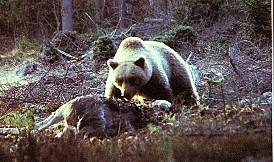 Bj rn1-European Brown Bear-eating prey.jpg