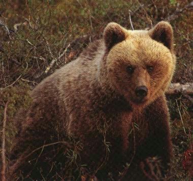 Bj rn-European Brown Bear-closeup.jpg