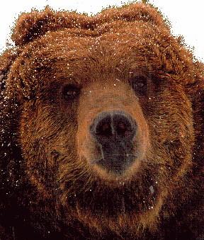 Brow Bear Head Snow 2.jpg