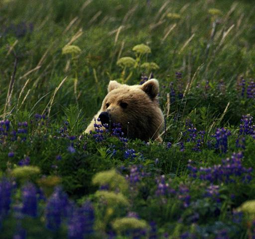 Brown bear-In flower field.jpg