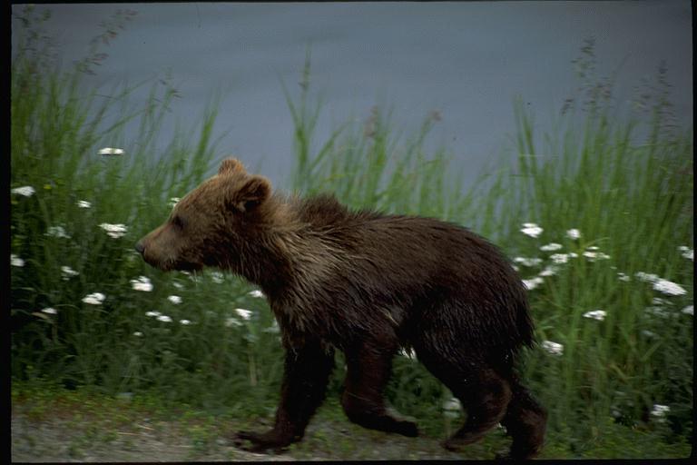 Brown Bear-BABY1.jpg