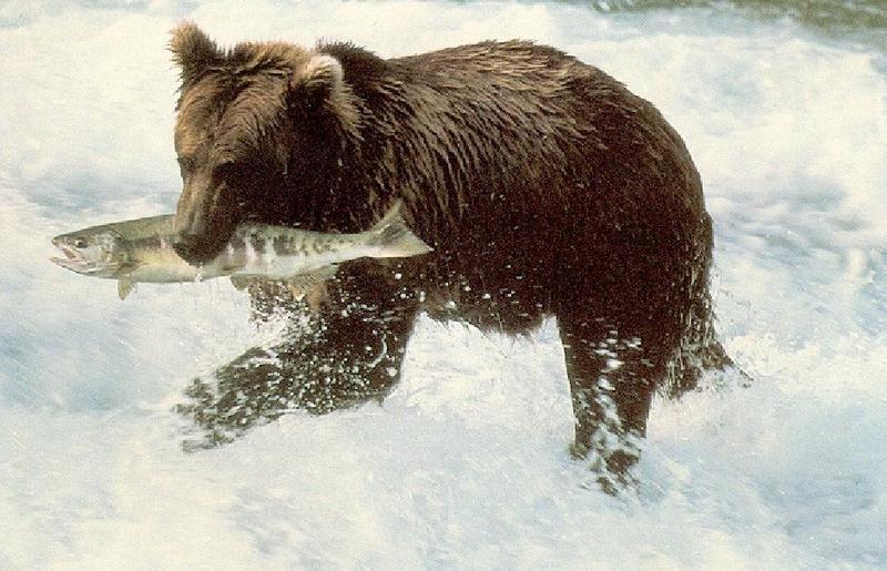 Brown Bear-Fishing Salmon.jpg
