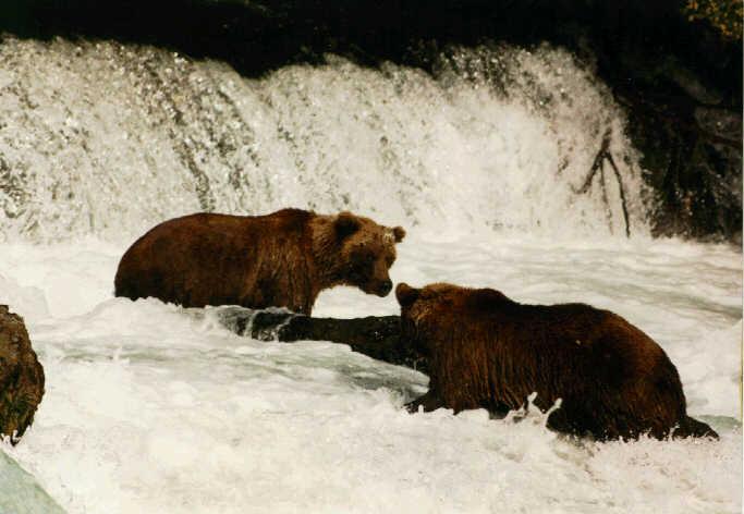 Brown Bears 01-In Waterfall.jpg