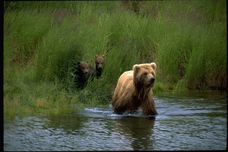 Brown Bears-MAMA2.jpg
