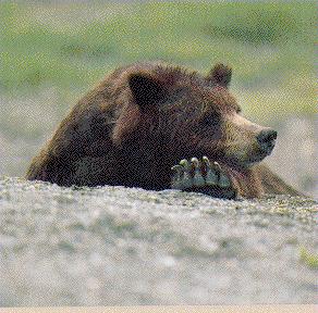 foot Brown Bear.jpg