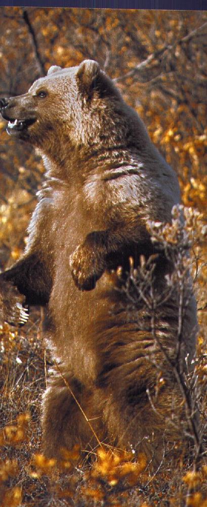 Grizzly Bear01-Standing.jpg