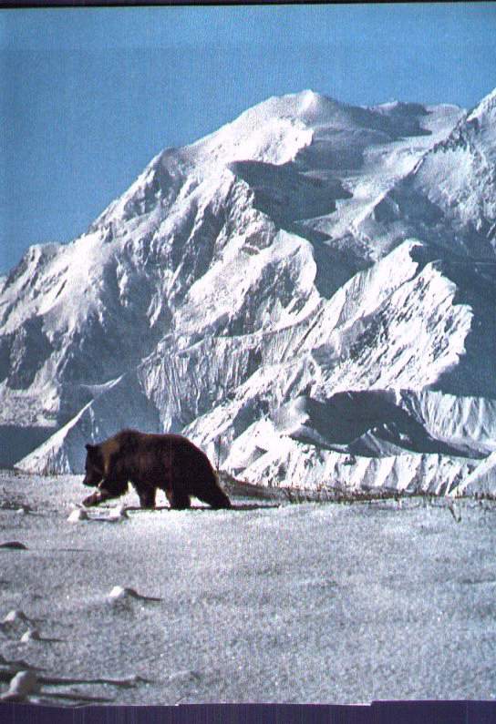 Grizzly Bear1-Climb-Snow Mountains.jpg